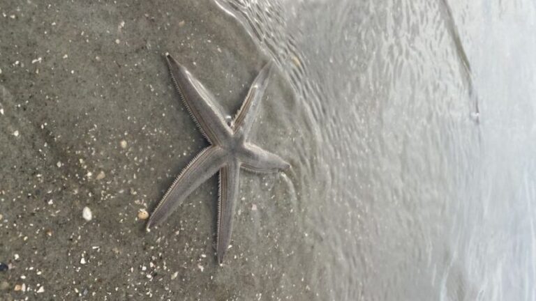 Hilton Head Island: Disappearing Island and Dolphin Tour - The Value and Practicalities