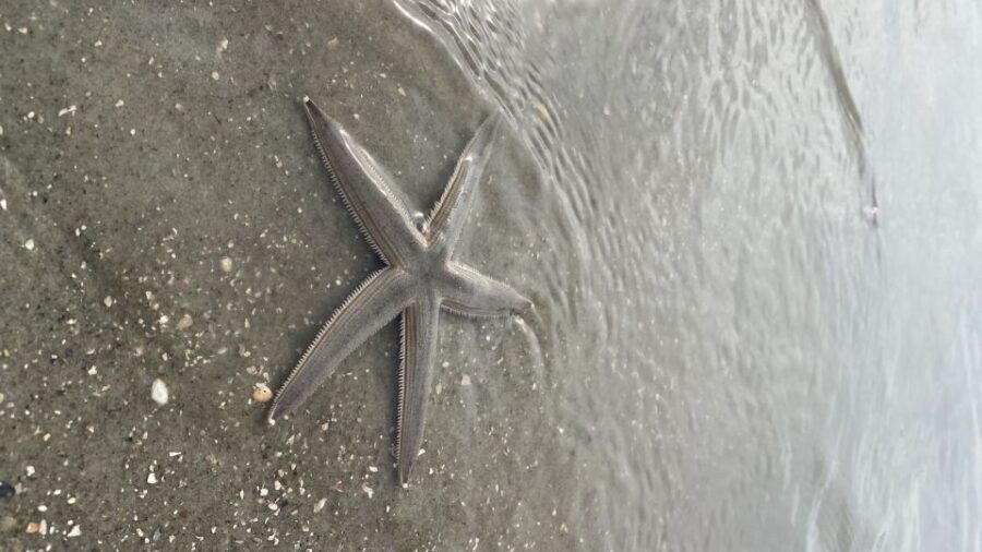 Hilton Head Island: Disappearing Island and Dolphin Tour - The Value and Practicalities