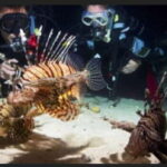 Hol Chan Marine Park night dive - The Value of a Guided Night Dive