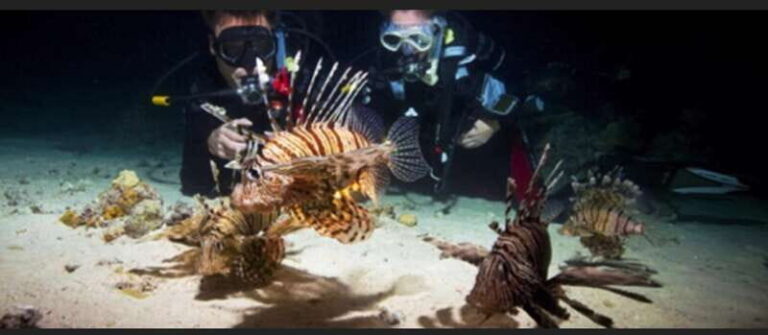 Hol Chan Marine Park night dive - The Value of a Guided Night Dive
