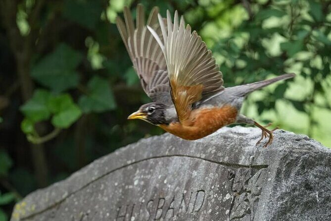 Hollywood Cemetery Hills and History - Who Will Love This Tour?