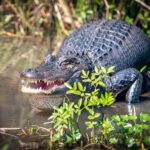 Honey Island Swamp and Bayou Boat Tour with Transportation - Is It Worth the Price?