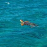 Honolulu: Hanauma Bay Snorkeling Experience w/ Hotel Pickup - What’s Included and What to Consider