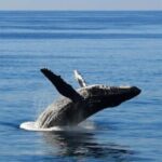 Honolulu: Whale Watching Cruise with Breakfast - What to Expect on the Cruise