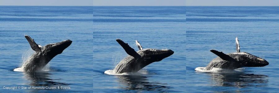 Honolulu: Whale Watching Cruise with Breakfast - What to Expect on the Cruise