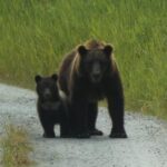 Hoonah: Chichagof Island Brown Bear Search - What Is this Tour Really Like?