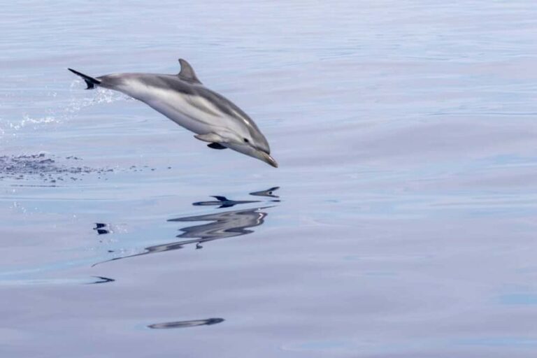 Horizon Large: whale watching off the coast of Saint-Cyr - Final Thoughts