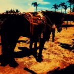 Horse Back Riding And Baby Turtle Camp Visit - Practical Insights and Tips for Travelers