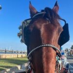 Horse-Drawn Carriage Tour of St Augustine - Why Choose This Tour?