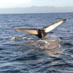 Humpback Whale Watching Private Tour - Transportation, Timing, and Group Size