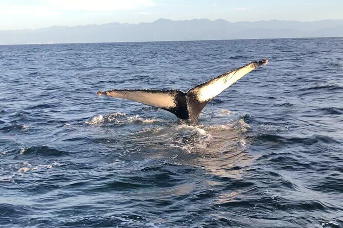 Humpback Whale Watching Private Tour - Transportation, Timing, and Group Size