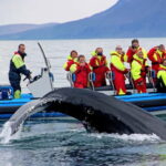 Húsavík: Original Big Whale Safari & Puffins by Speedboat - Who Should Consider This Tour?
