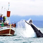 Húsavík: Traditional Whale Watching by Local Family Company - Why This Tour Offers Great Value