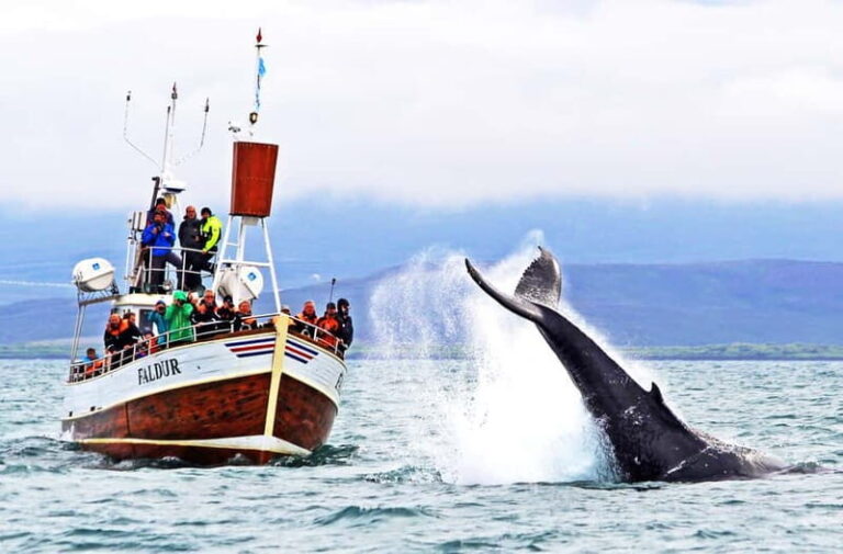 Húsavík: Traditional Whale Watching by Local Family Company - Why This Tour Offers Great Value