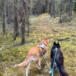Husky Hike and Forest Adventure - Value and Practicalities