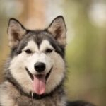 Husky hike followed by a campfire near Skellefteå - An in-depth look at the husky hike experience