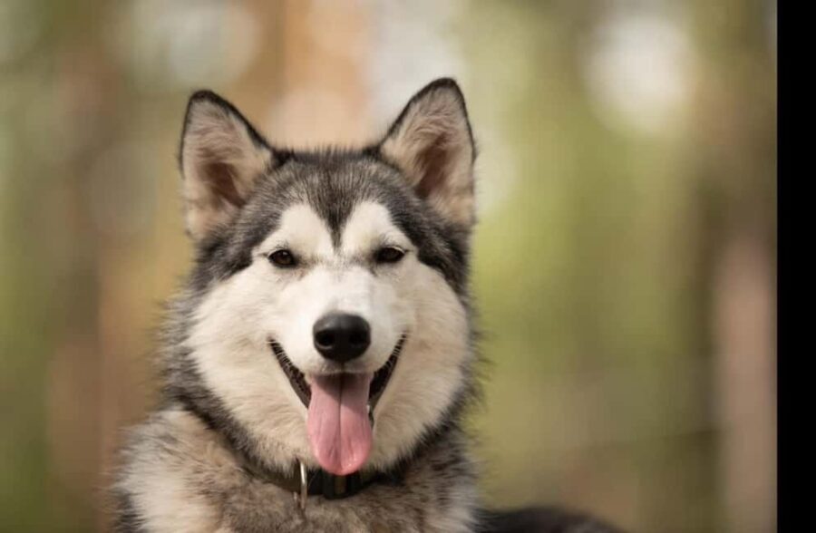 Husky hike followed by a campfire near Skellefteå - An in-depth look at the husky hike experience