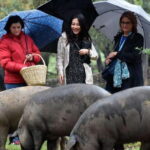 Iberian Ham Route and Tasting in the Sierra de Aracena - What to Expect from the Itinerary