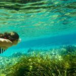 Ibiza: Formentera Cruise w/ Open Bar, Paella & Water Sports - Water Sports & Onboard Activities