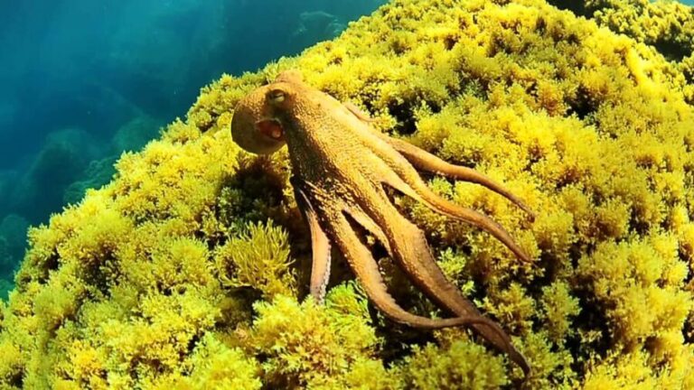 Ibiza: Snorkeling and SUP Paddle, Beach and Cave Tour - The Guides and Crew: Making It Special