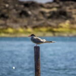 Ilhéu de Vila Franca: Inside Guided Natural Reserve Geo Tour - The Itinerary in Detail