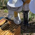 Immersion in the Life of a Hive and its Sacred Bees - Authentic Insights from Reviews