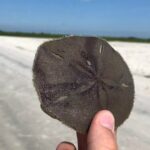 Indian River Lagoon Preserve Kayak Tour - The Sum Up