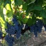 Irpinia Wine Tasting Experience - An In-Depth Look at the Irpinia Wine Tasting Experience