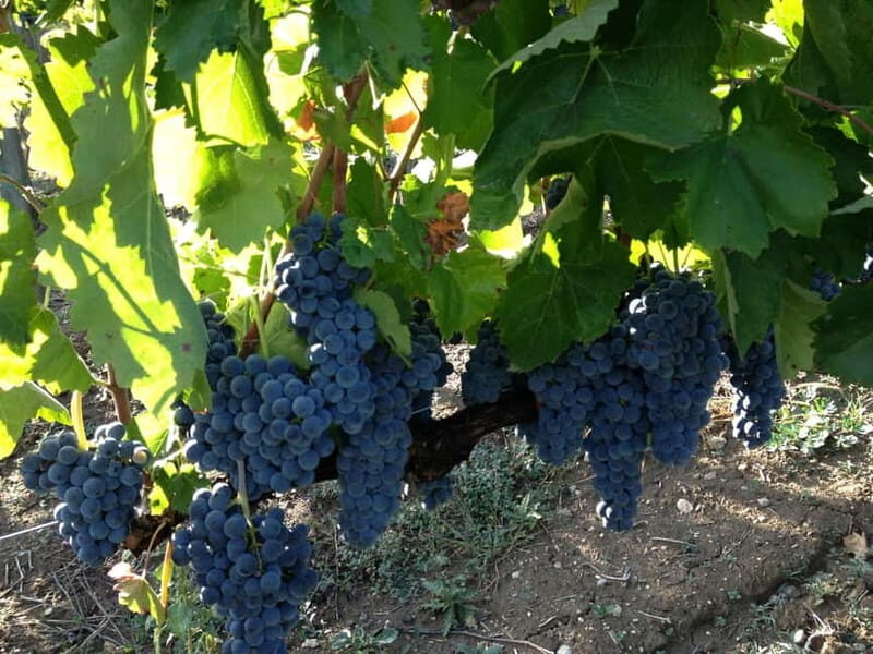 Irpinia Wine Tasting Experience - An In-Depth Look at the Irpinia Wine Tasting Experience