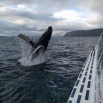 Ísafjörður: Westfjords Whale Watching Boat Tour - In-Depth Breakdown of the Tour Experience