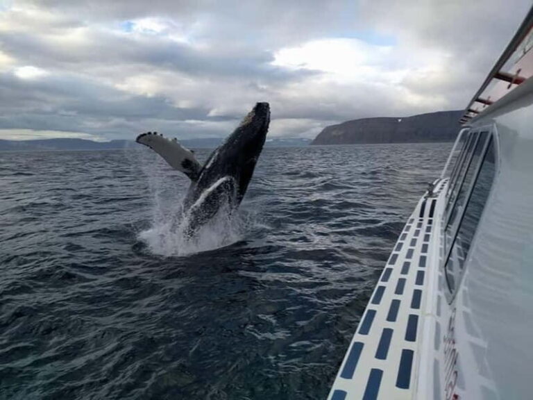 Ísafjörður: Westfjords Whale Watching Boat Tour - In-Depth Breakdown of the Tour Experience