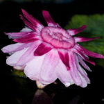 Ischia: La Mortella Gardens Trip with Optional Lunch - Transportation and Timing