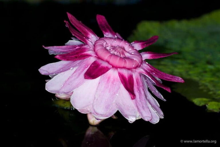 Ischia: La Mortella Gardens Trip with Optional Lunch - Transportation and Timing