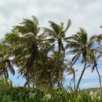 Isla Contoy Snorkeling Experience with Buffet - What’s Included and What Not