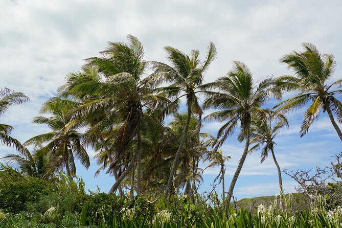 Isla Contoy Snorkeling Experience with Buffet - What’s Included and What Not