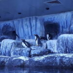 Istanbul: Aquarium Ticket and Round Trip Shuttle from Taksim - Why This Tour Stands Out