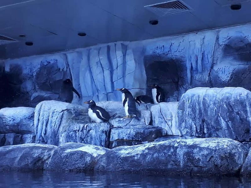 Istanbul: Aquarium Ticket and Round Trip Shuttle from Taksim - Why This Tour Stands Out