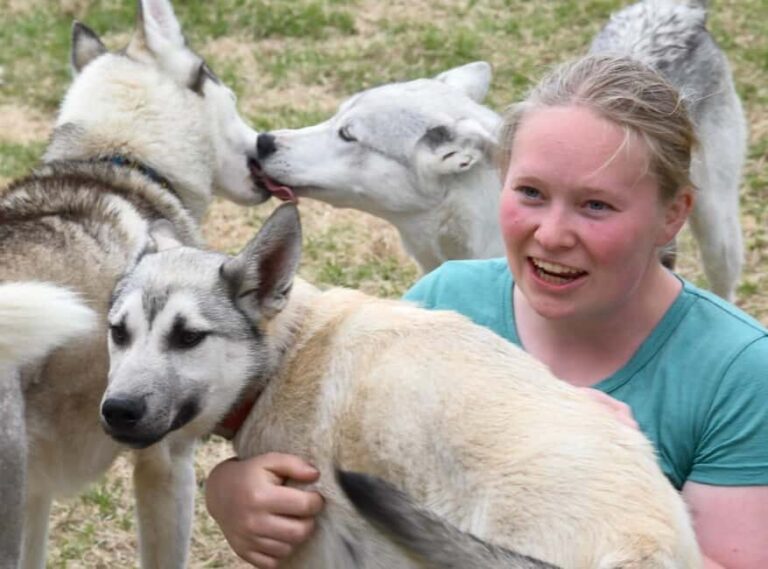 Ivalo: Evening Tea with Huskies and Farm Visit - How the Tour Is Structured