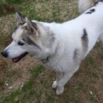 IVALO: Experience Farm Visit | small group - The Sum Up