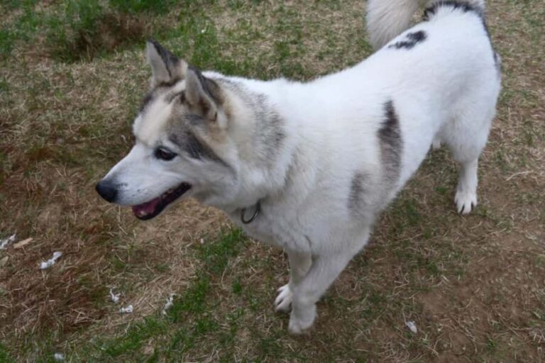 IVALO: Experience Farm Visit | small group - The Sum Up