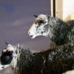 Ivalo: Private Farm Visit & Husky Experience - Pricing & Value