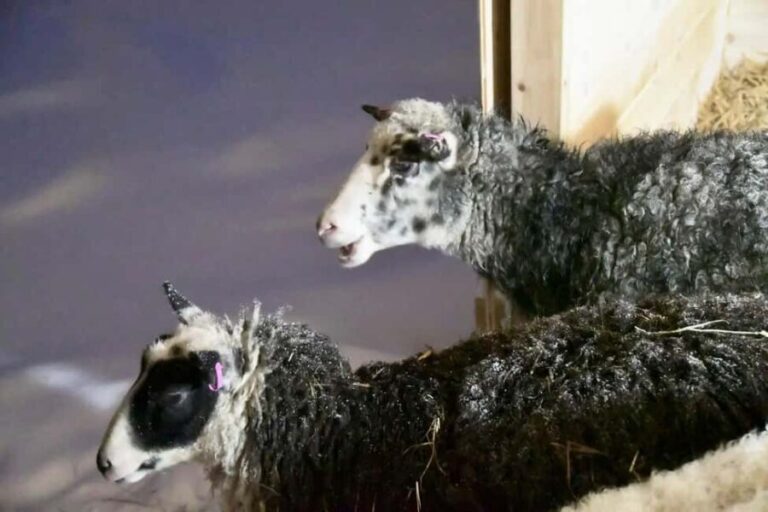 Ivalo: Private Farm Visit & Husky Experience - Pricing & Value