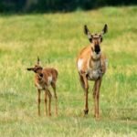 Jackson: Grand Teton National Park Guided Wildlife Tour - Experience Overview