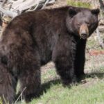 Jackson Hole 2-Day Private Safari: Yellowstone Loops Tour - The Sum Up