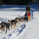 Jackson Hole: Dogsledding Tour with Hot Chocolate - Additional Considerations