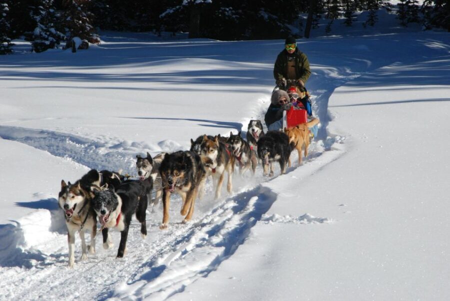 Jackson Hole: Dogsledding Tour with Hot Chocolate - Additional Considerations