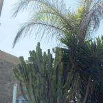 Jávea: 19/09 - Yoga & Brunch with Coffee/Tea, Juice & Cava - The Yoga Session: Details and Insights