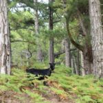 Jeep Safari in Thassos Mountain with picnic fruits & wine - Why This Tour Offers Value