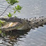 Jeep Tour to Punta Sur Eco Beach Park with Lunch - Introduction to the Experience