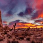 Joshua Tree National Park Day Tour from Los Angeles - An In-Depth Look at the Tour Itinerary